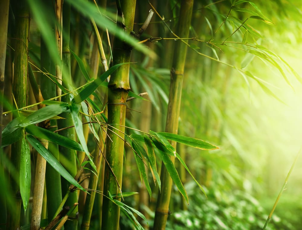 how to prevent bamboo from spreading