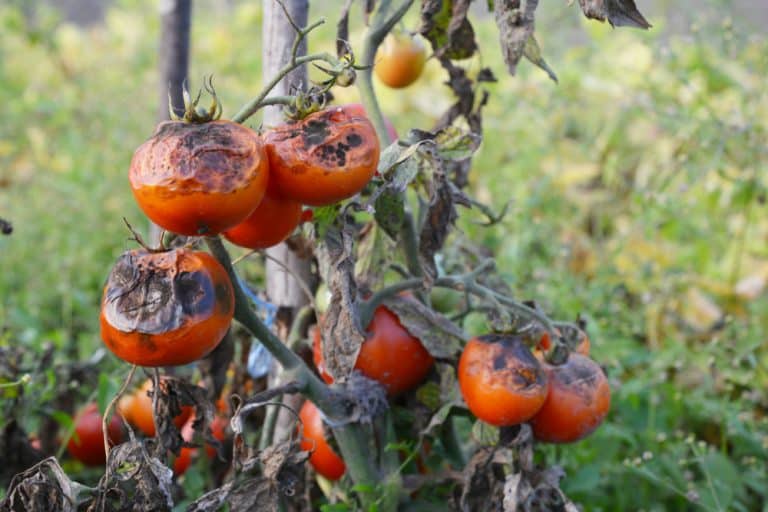 How To Prevent Blight On Tomato Plants? - Farmer Grows