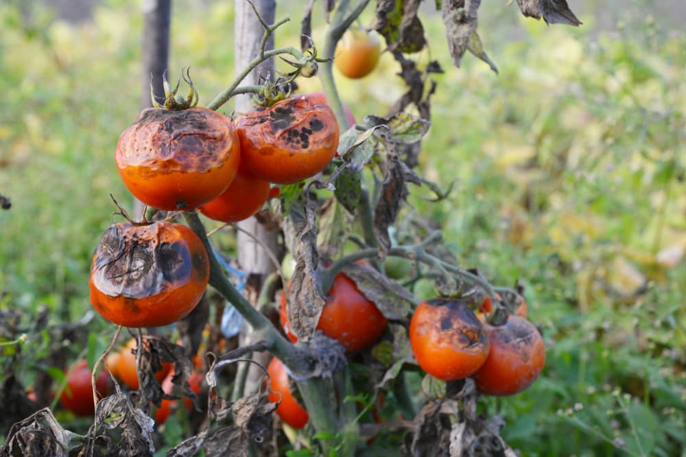 how to prevent blight on tomato plants