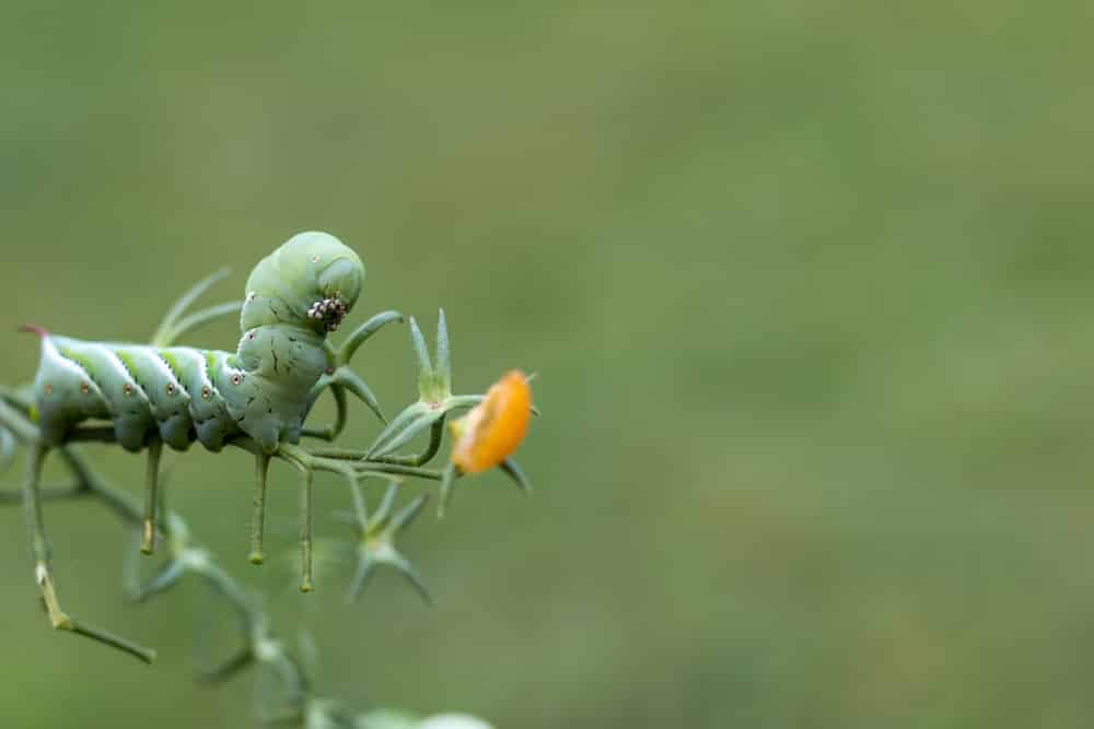 how to prevent hornworms on tomato plants