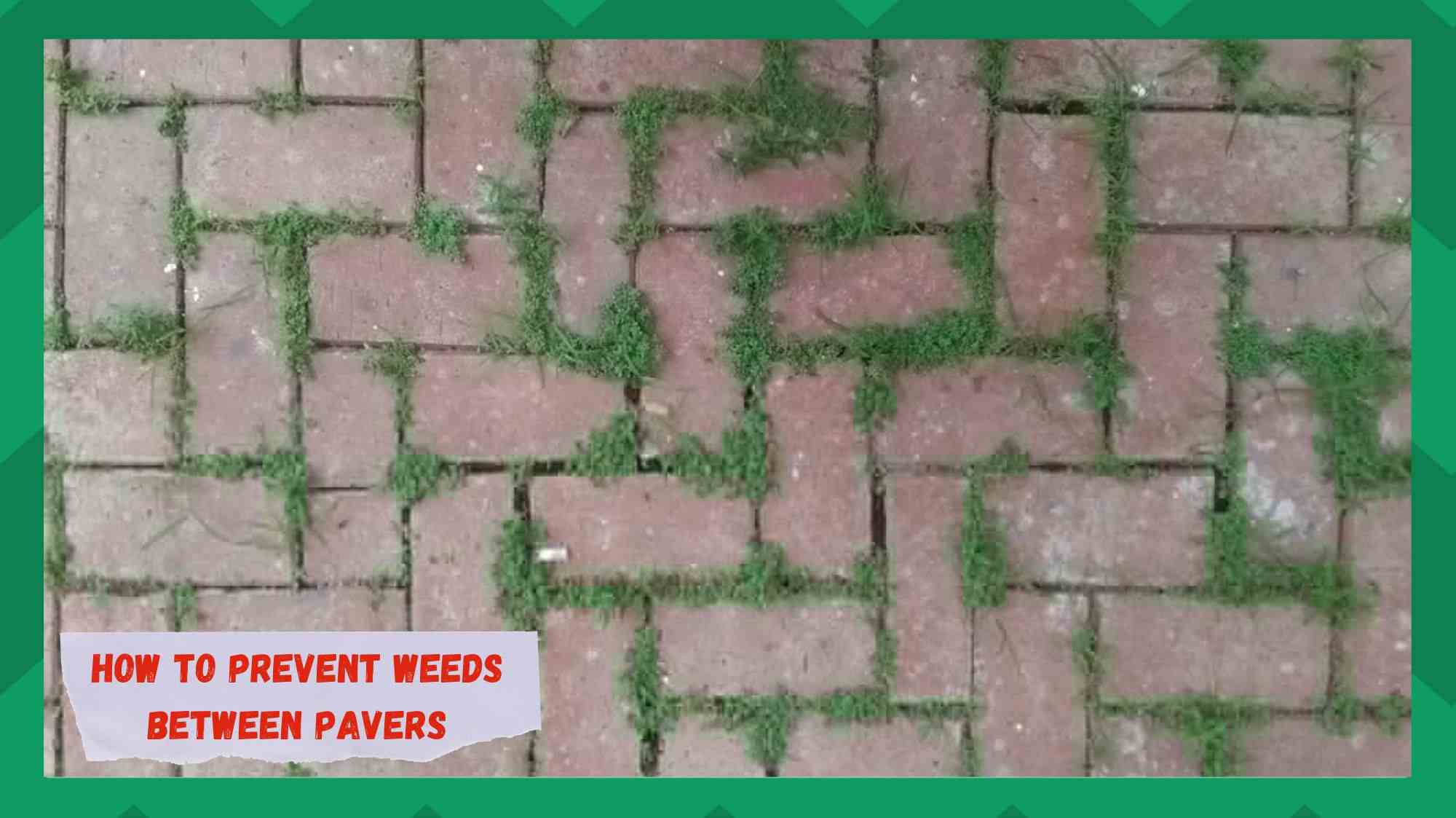 how to prevent weeds between pavers