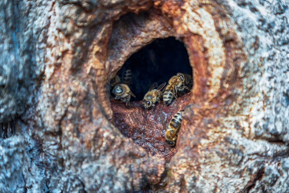 how to prevent wood bees from nesting