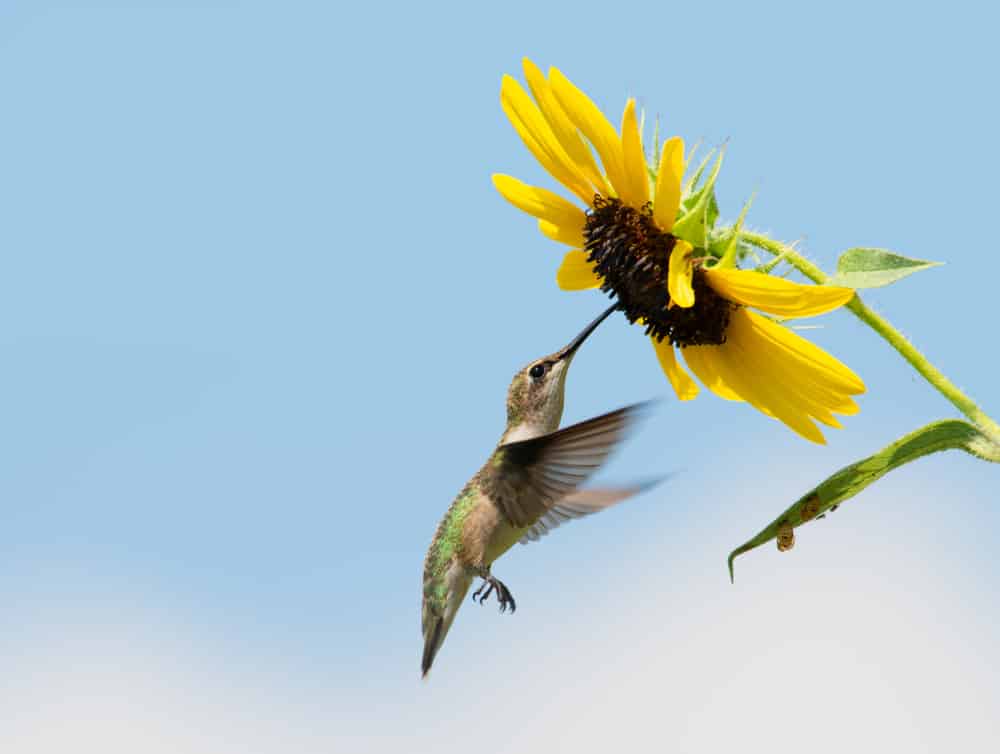 how to protect sunflowers from birds