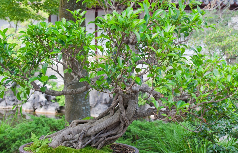How To Prune Ficus Benjamina 5 Great Tricks To Try Farmer Grows