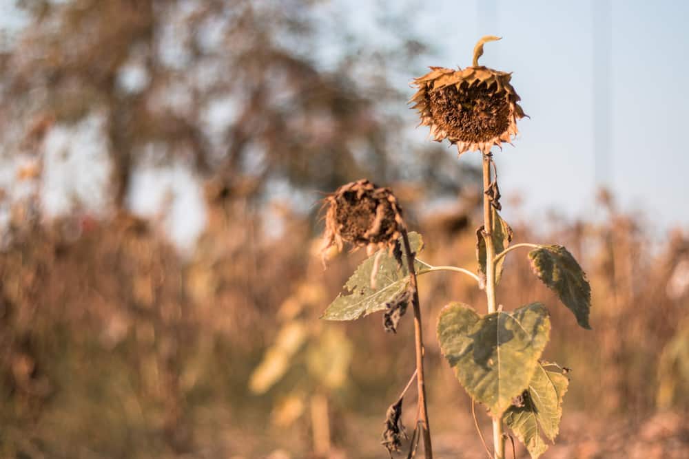 how to revive a dying sunflower plant