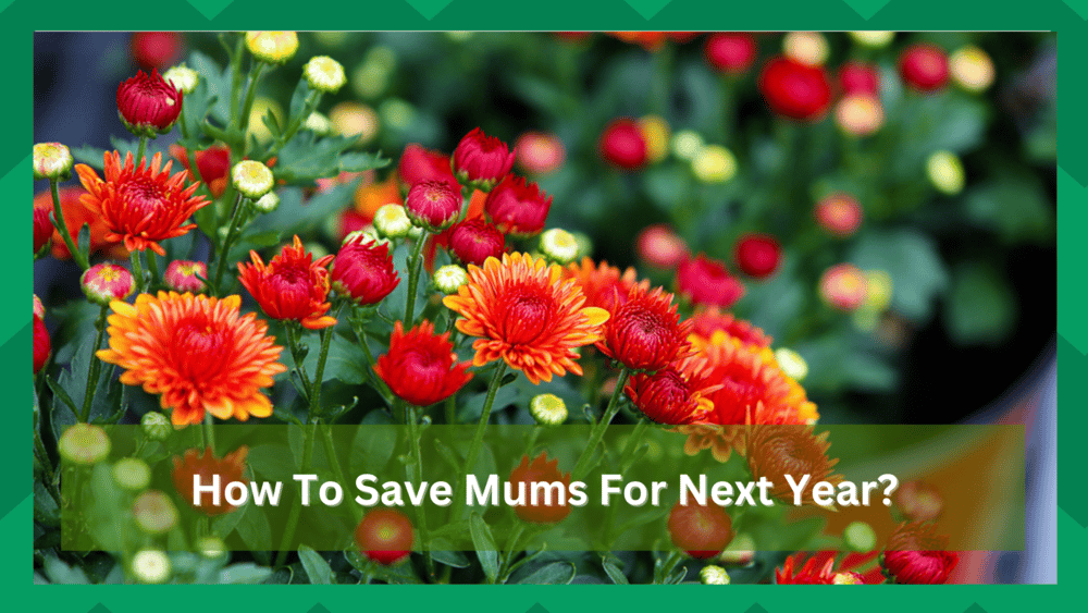 how to save mums for next year