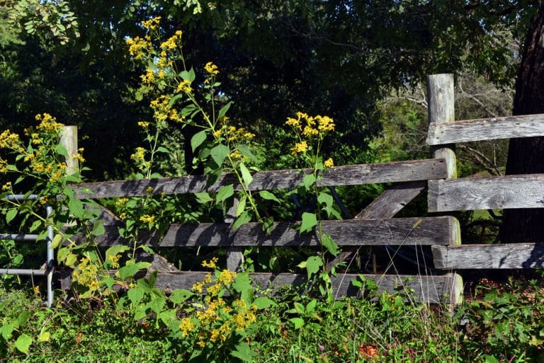 4 Ways To Stop Neighbours Weeds Coming Through Fence Farmer Grows