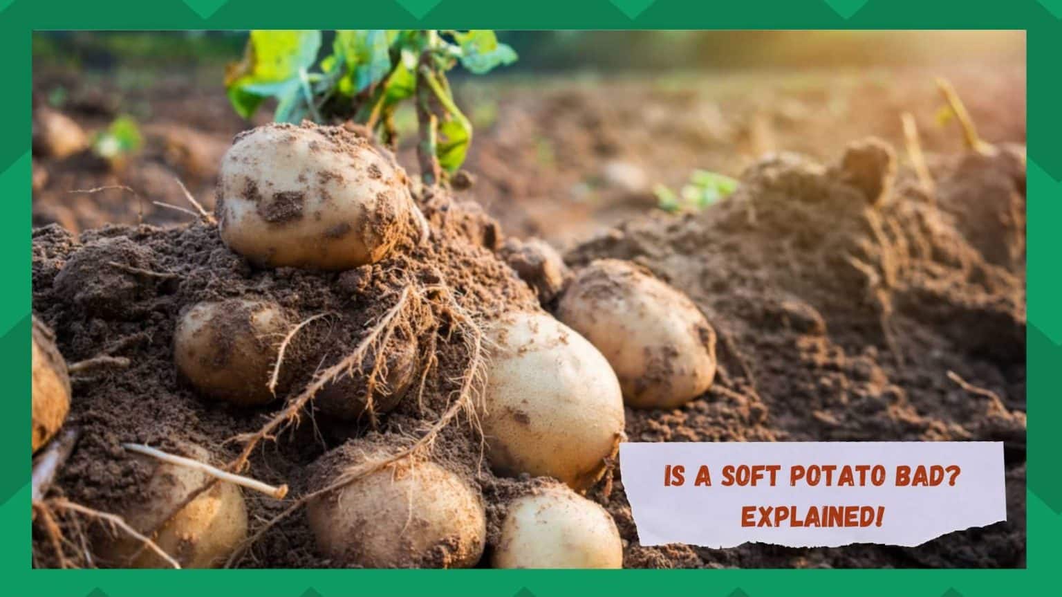 Is A Soft Potato Bad A Brief Discussion Farmer Grows