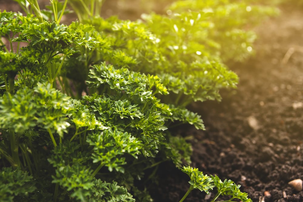 Is Parsley An Annual Or Perennial? Farmer Grows