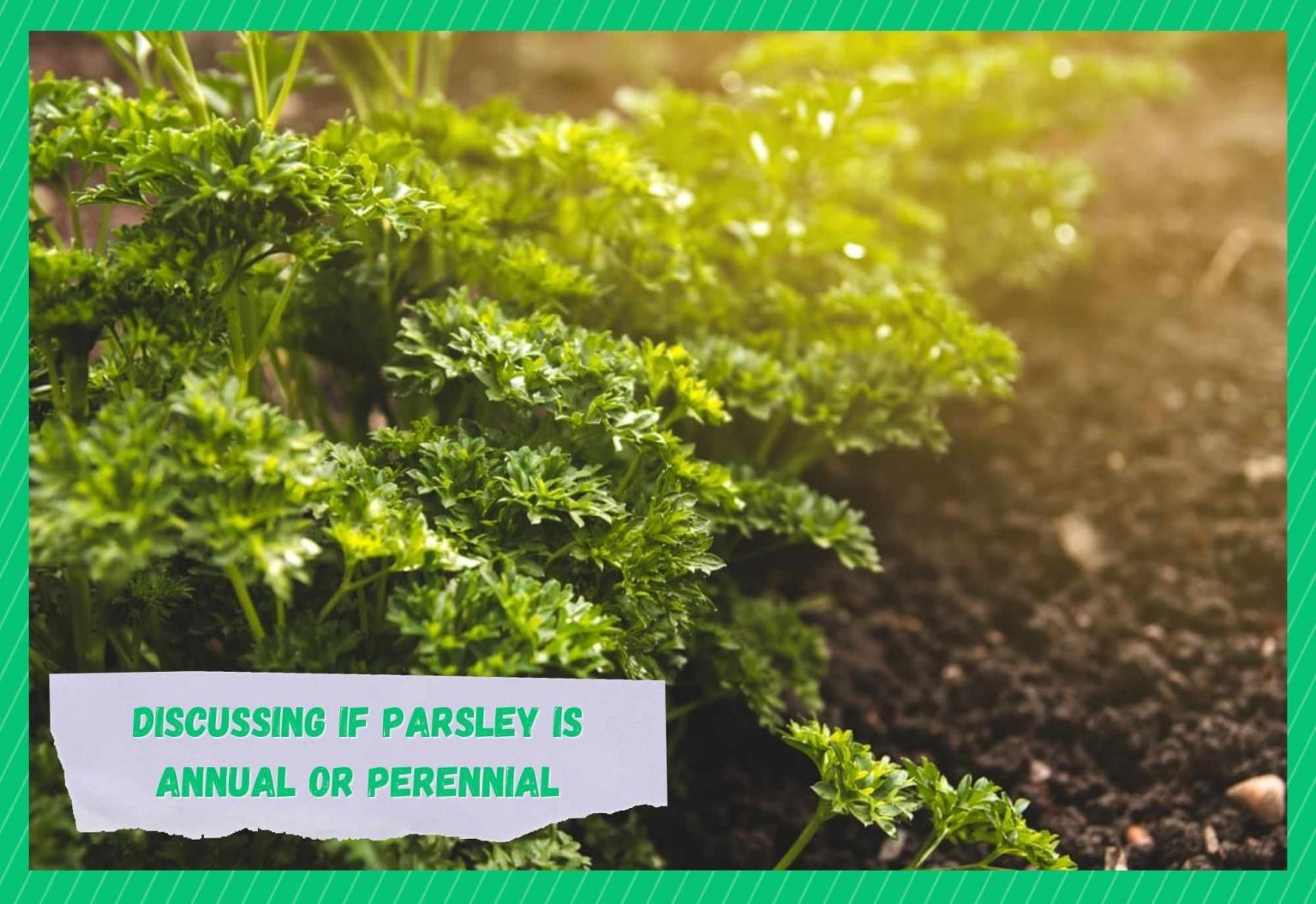 Is Parsley An Annual Or Perennial? Farmer Grows