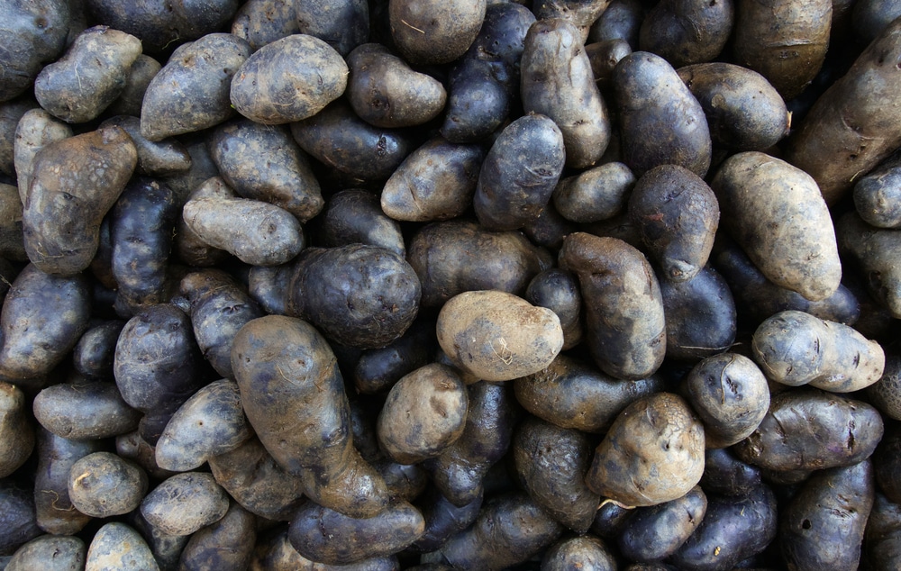 potato turns black