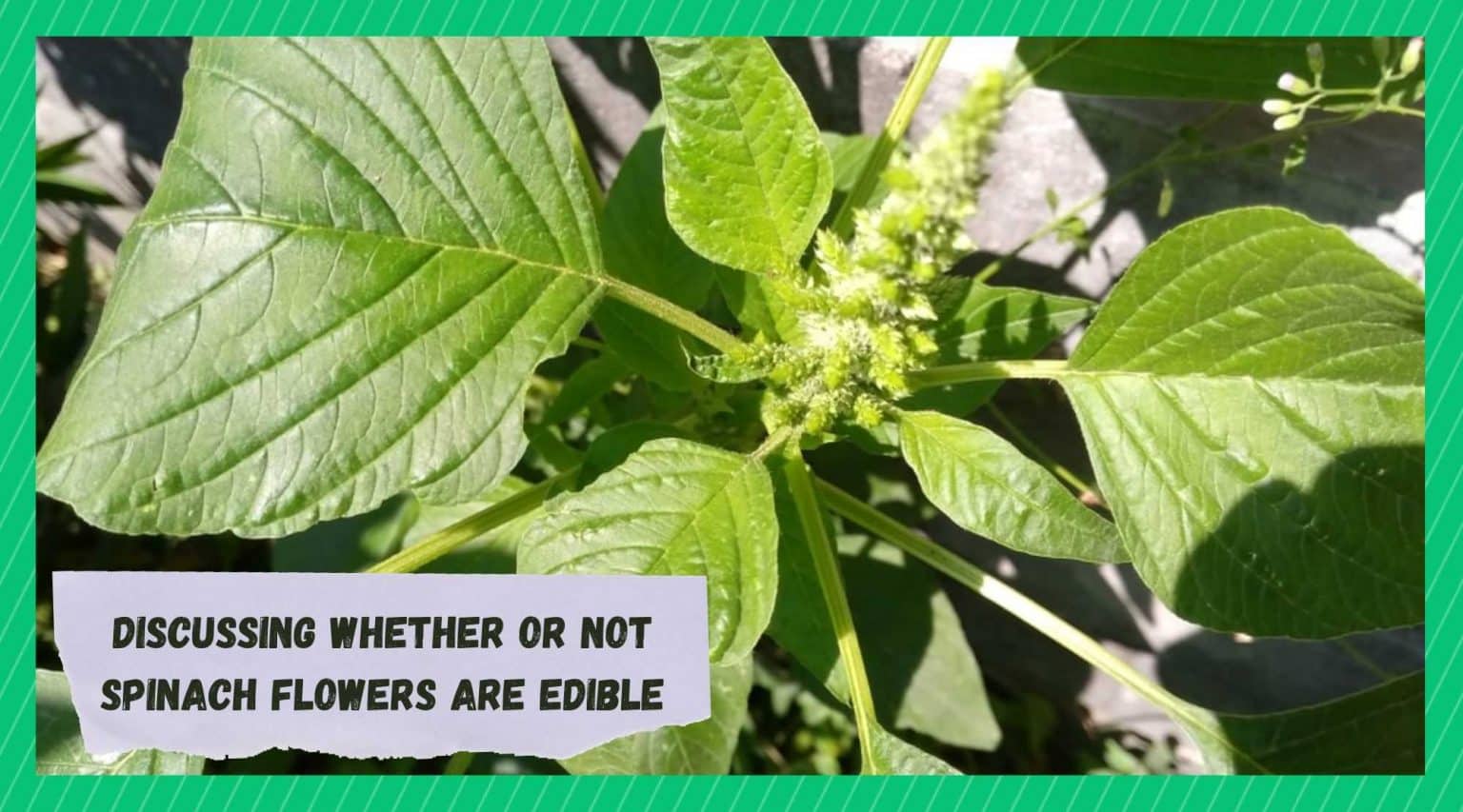 Is Spinach Flowers Edible? (Answered) Farmer Grows