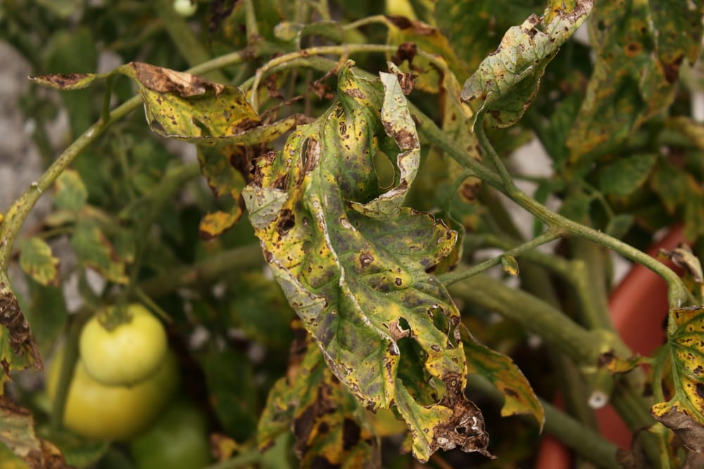 verticillium wilt tomato treatment