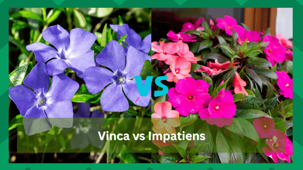 vinca vs impatiens