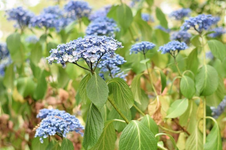What To Do If Hydrangeas Wilt? Farmer Grows