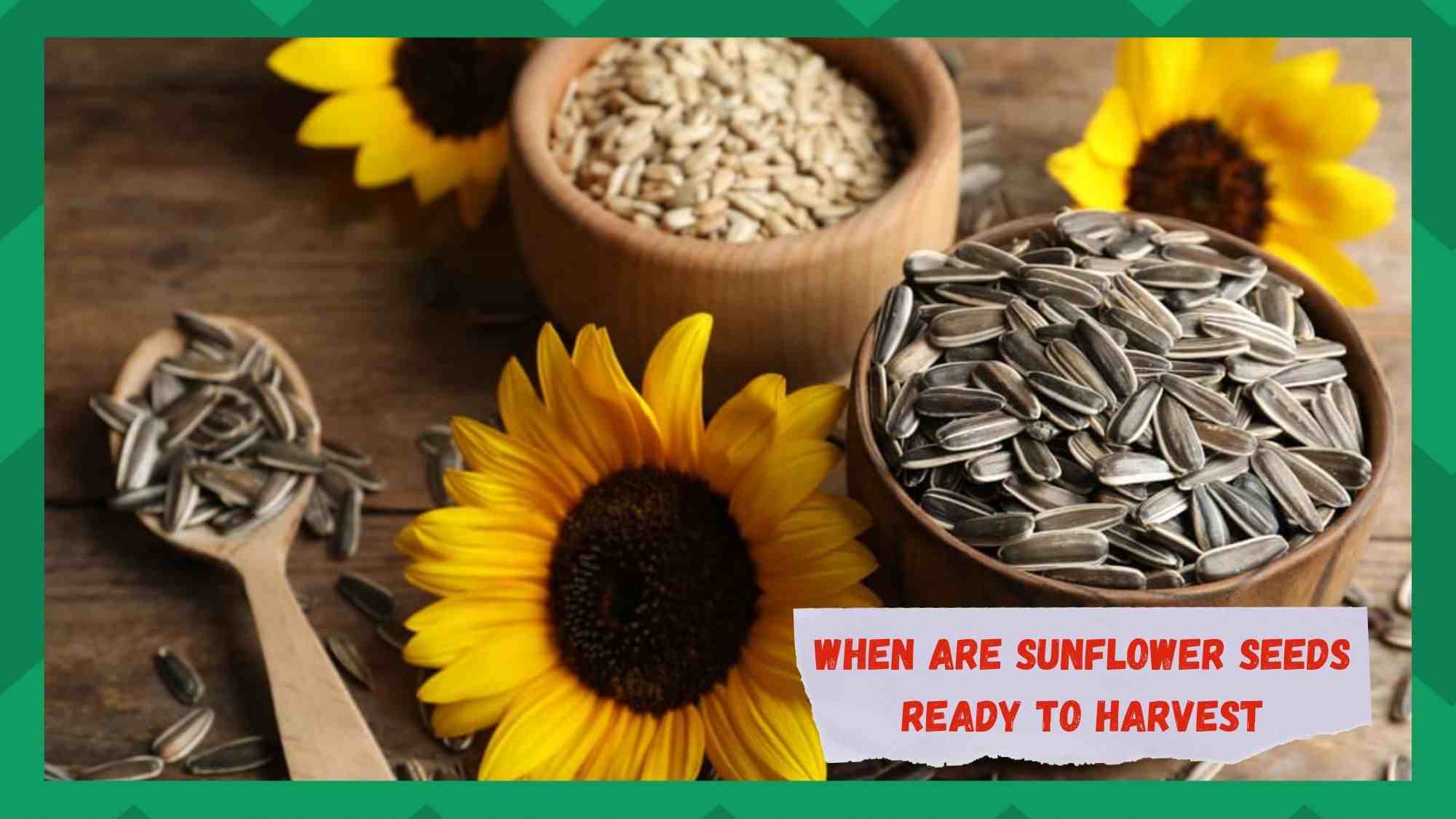when are sunflower seeds ready to harvest