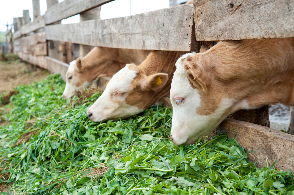 when do calves start eating grass