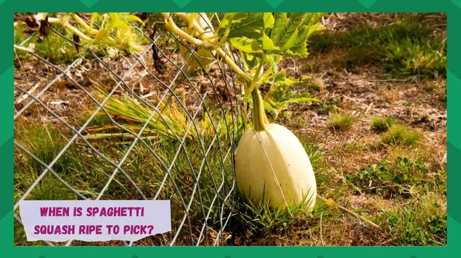 When Is Spaghetti Squash Ripe To Pick? (4 Signs) Farmer Grows
