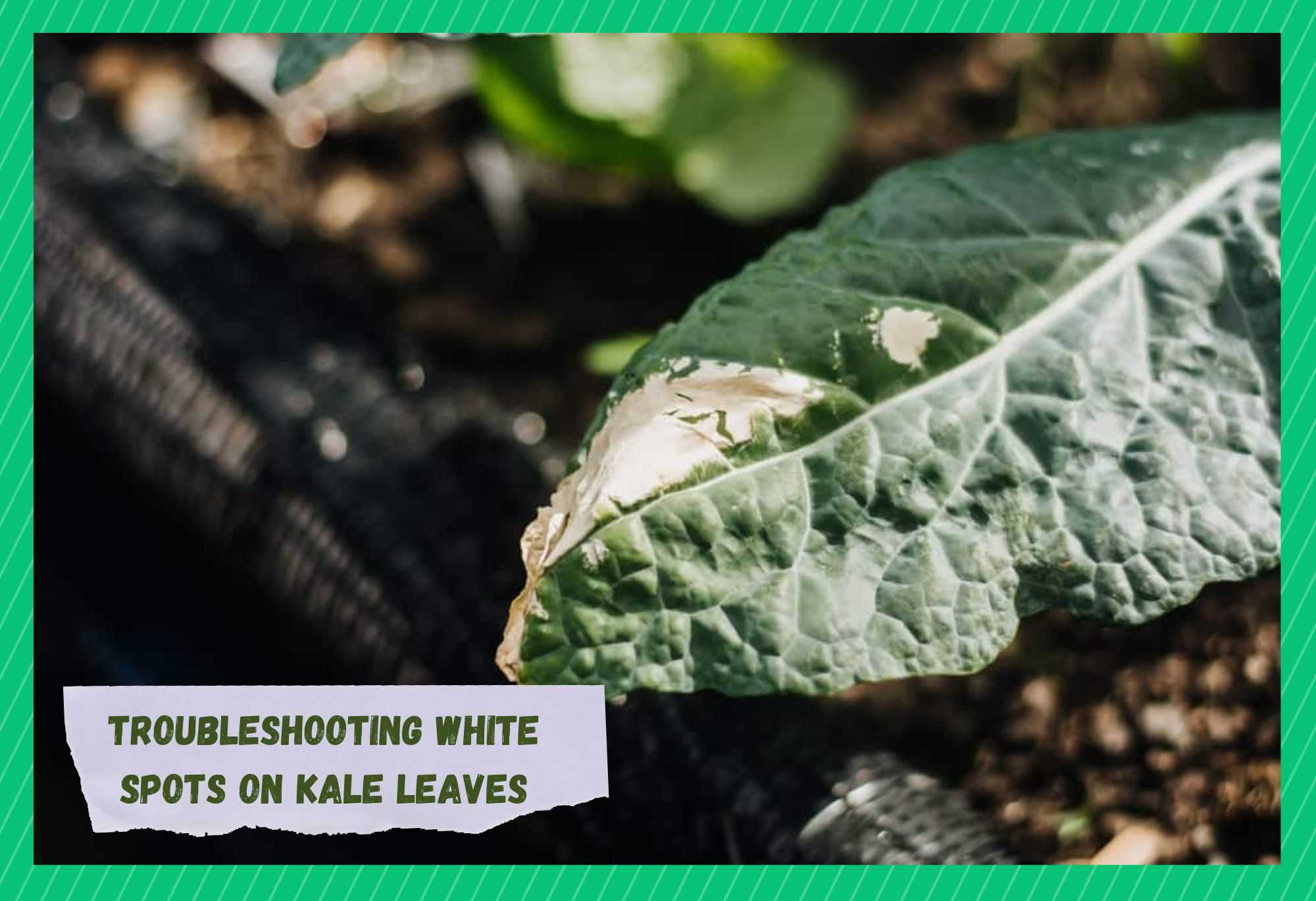 white spots on kale leaves