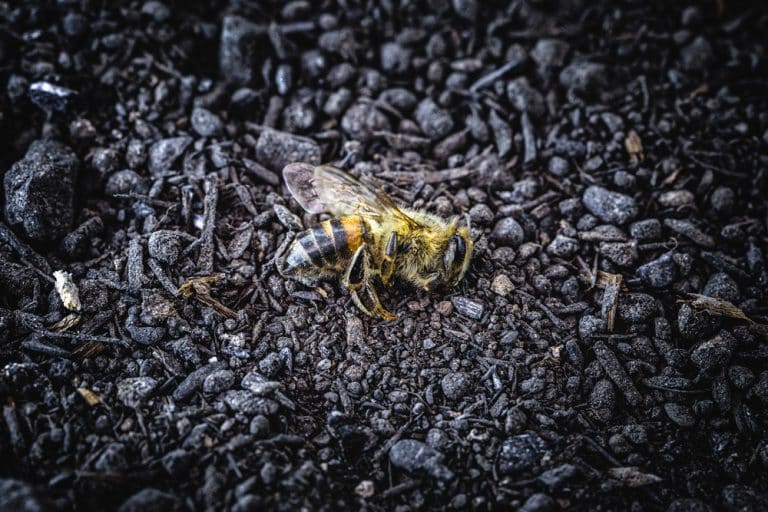 5 Reasons Why Are Bees Dying Outside Door Farmer Grows