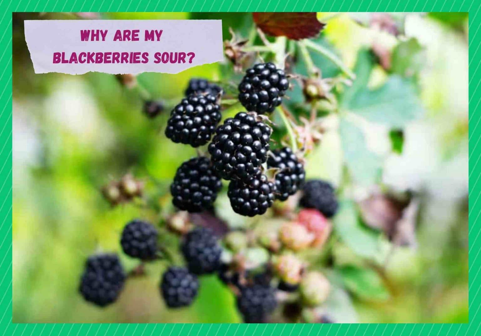 4 Reasons Why Are Blackberries Sour Farmer Grows