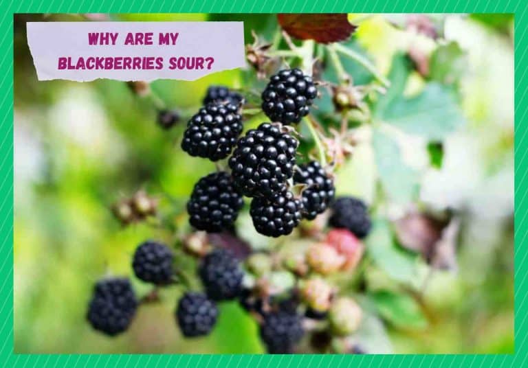 4 Reasons Why Are Blackberries Sour Farmer Grows