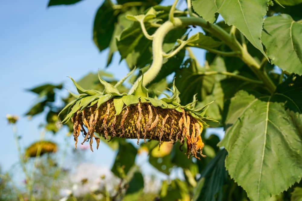 why are my sunflowers drooping