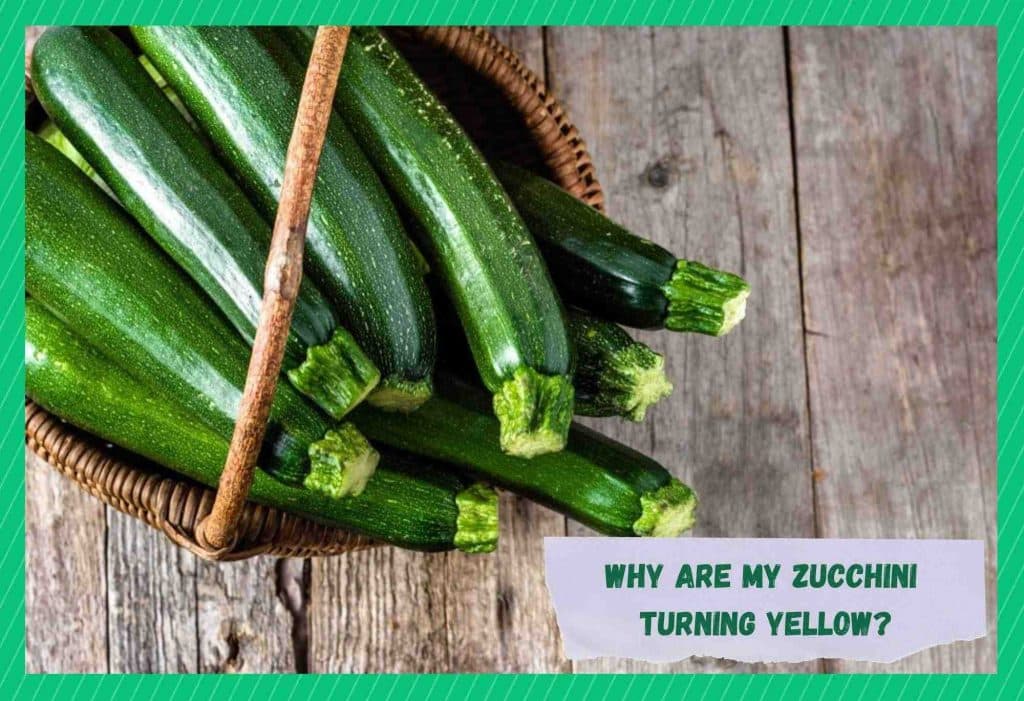 9 Reasons Why Are Zucchini Turning Yellow Farmer Grows