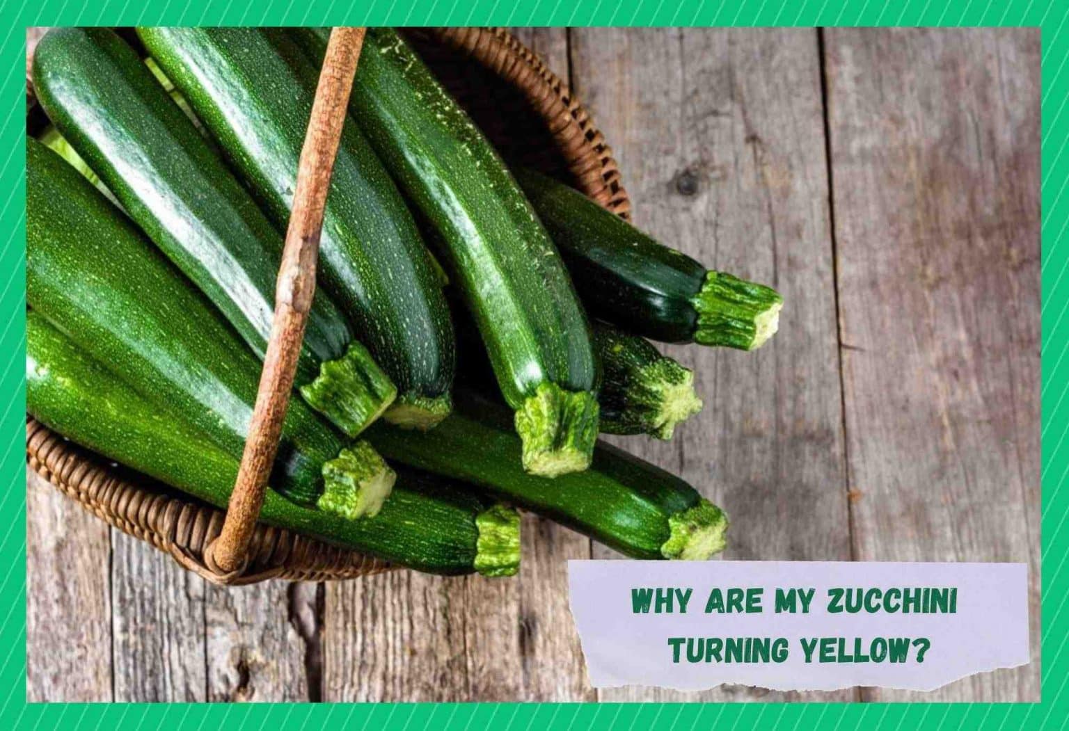 9 Reasons Why Are Zucchini Turning Yellow Farmer Grows