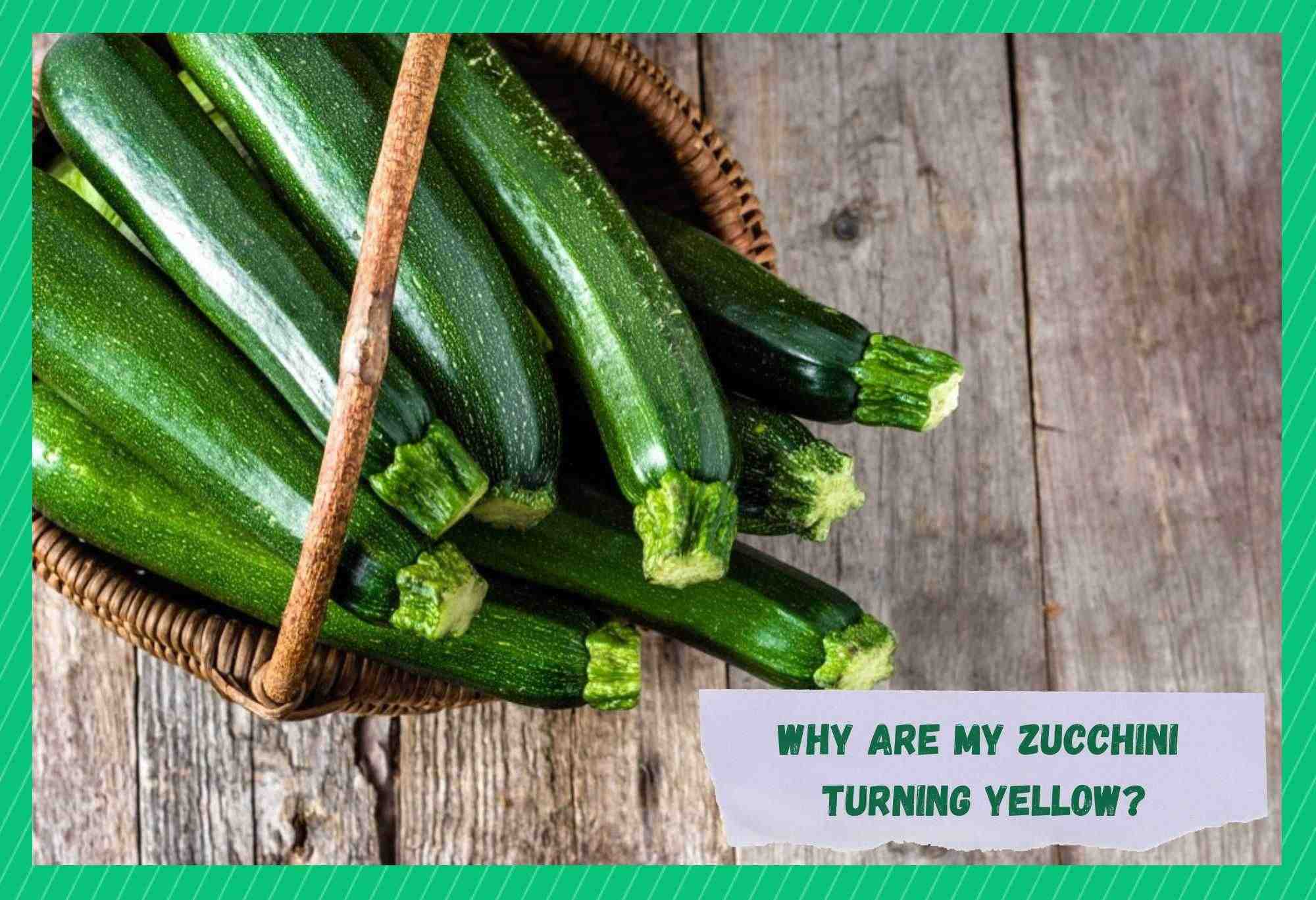why are my zucchini turning yellow