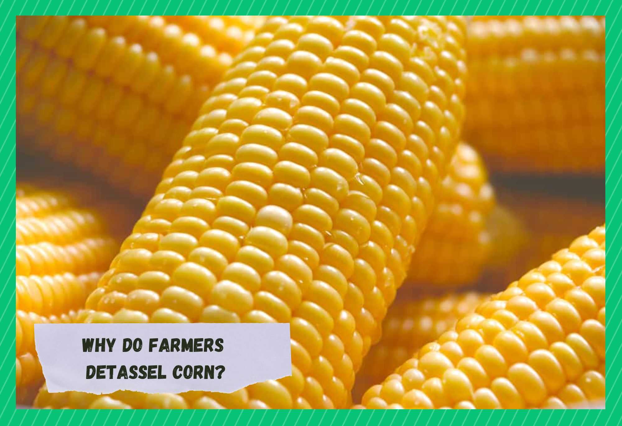 why do farmers detassel corn