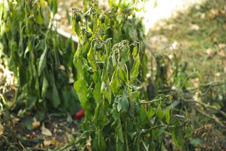 3 Reason Why Do Plants Wilt Without Water Farmer Grows