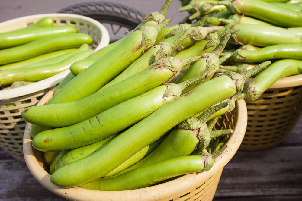 Why Is My Eggplant Green 5 Reasons And Solutions Farmer Grows