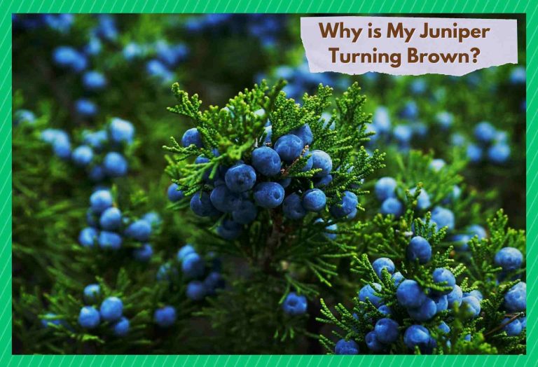 Why Is My Juniper Plants Turning Brown? (6 Potential Reasons) Farmer