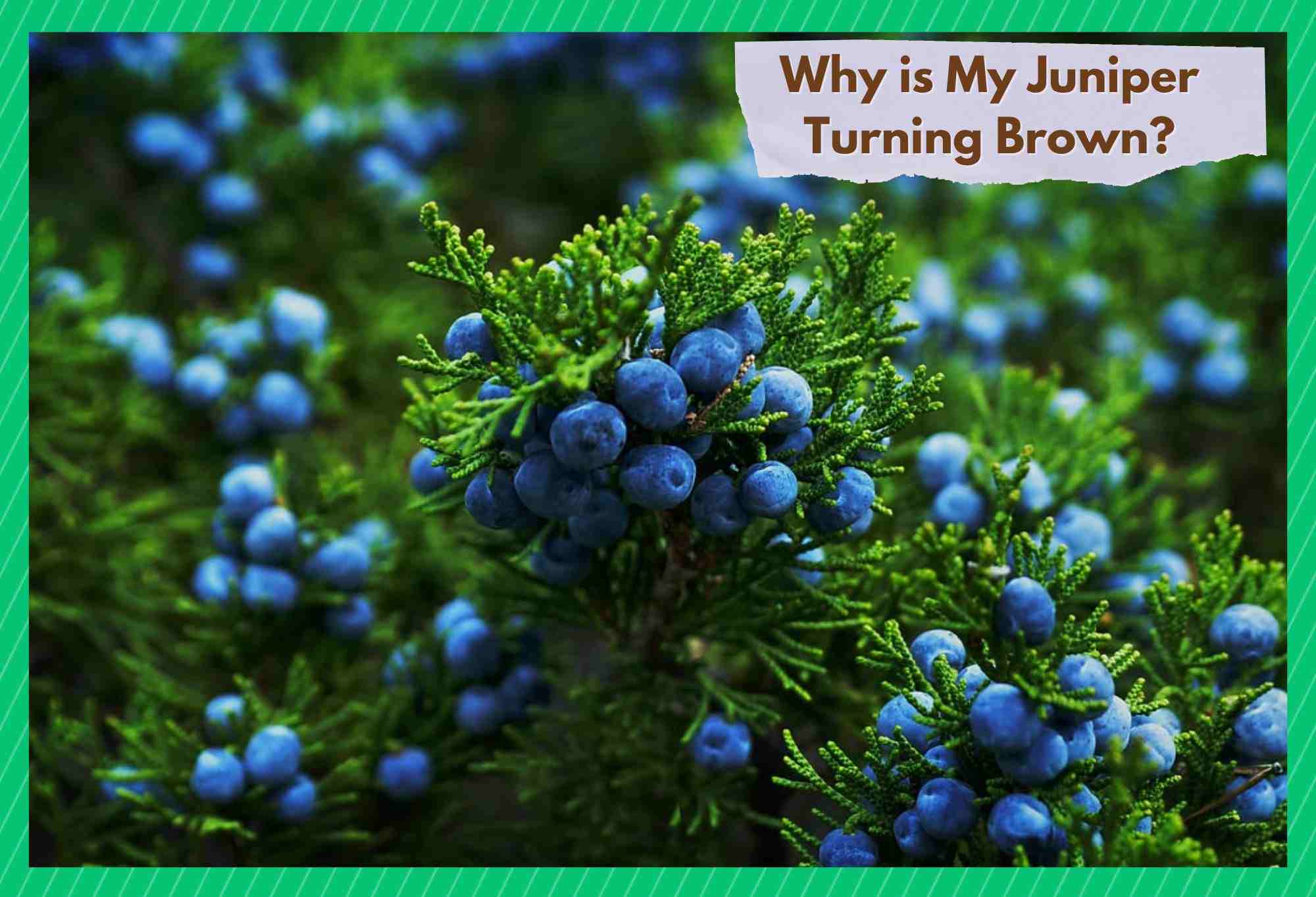 why is my juniper turning brown