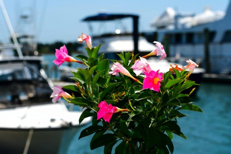 Why Is My Mandevilla Dying? (3 Reasons) Farmer Grows