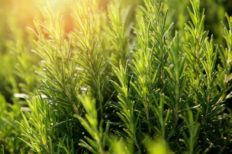 3 Reasons Why Is Rosemary Turning Brown Farmer Grows