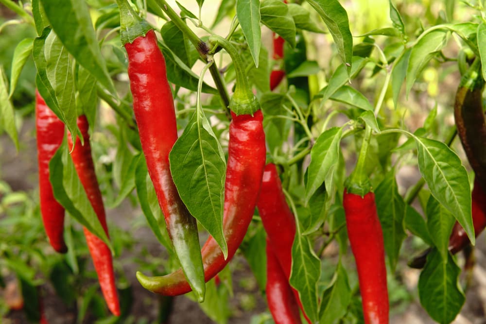 5-possible-reasons-why-won-t-peppers-turn-red-farmer-grows