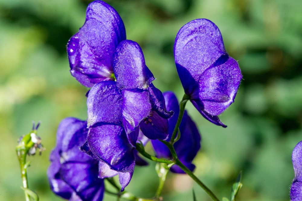 why would gardeners want to grow aconitums in their gardens