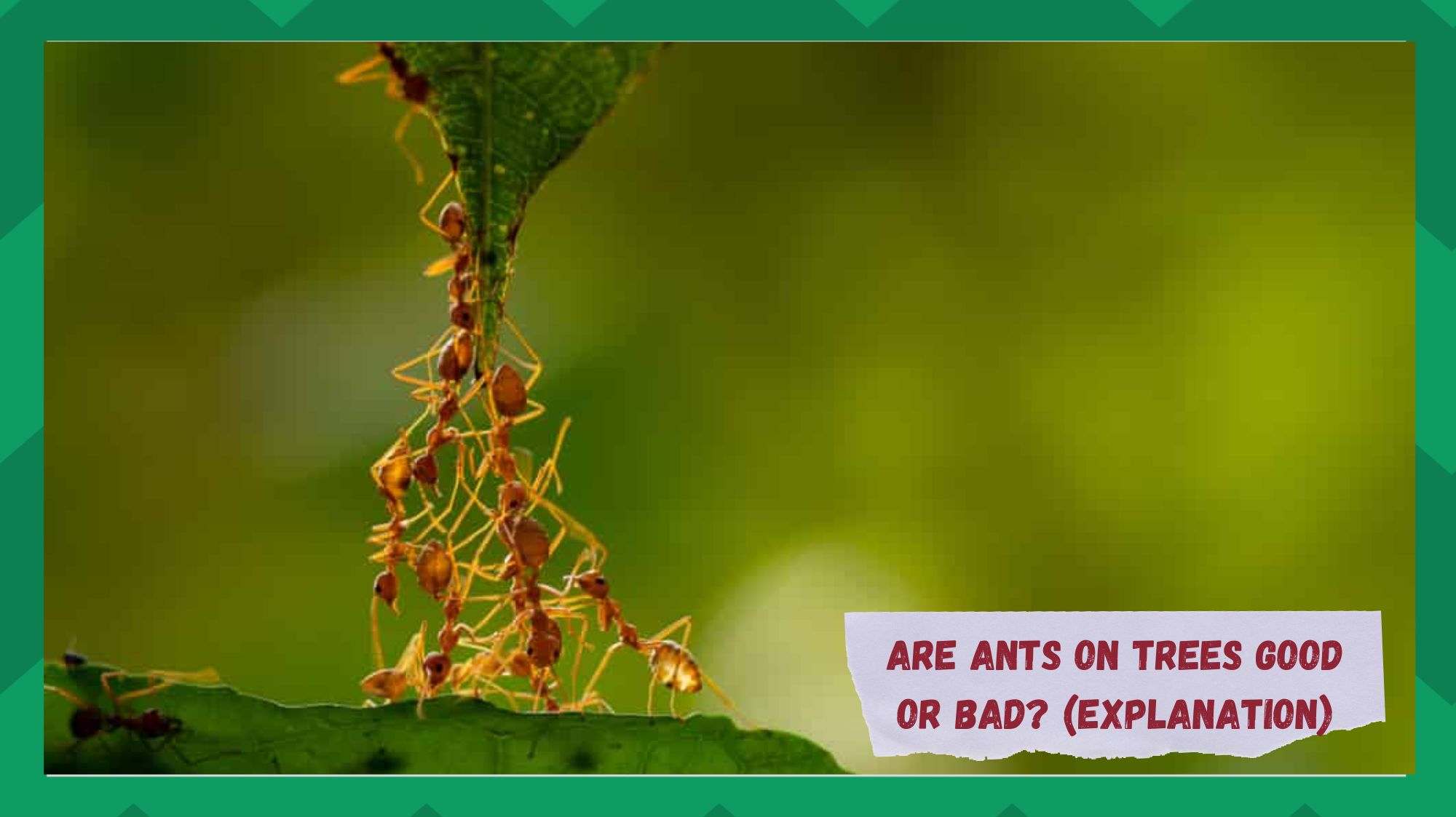 ants on trees good or bad