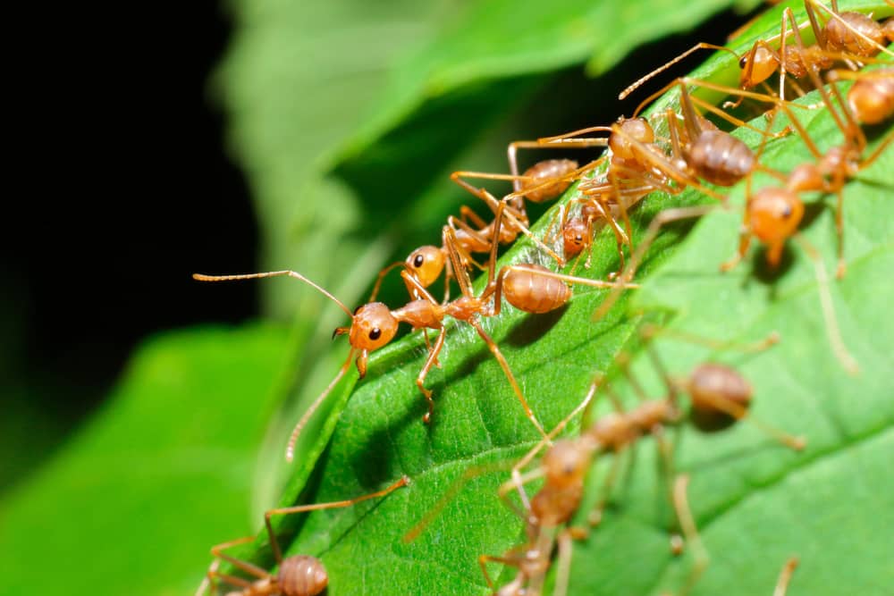 are ants good for your garden