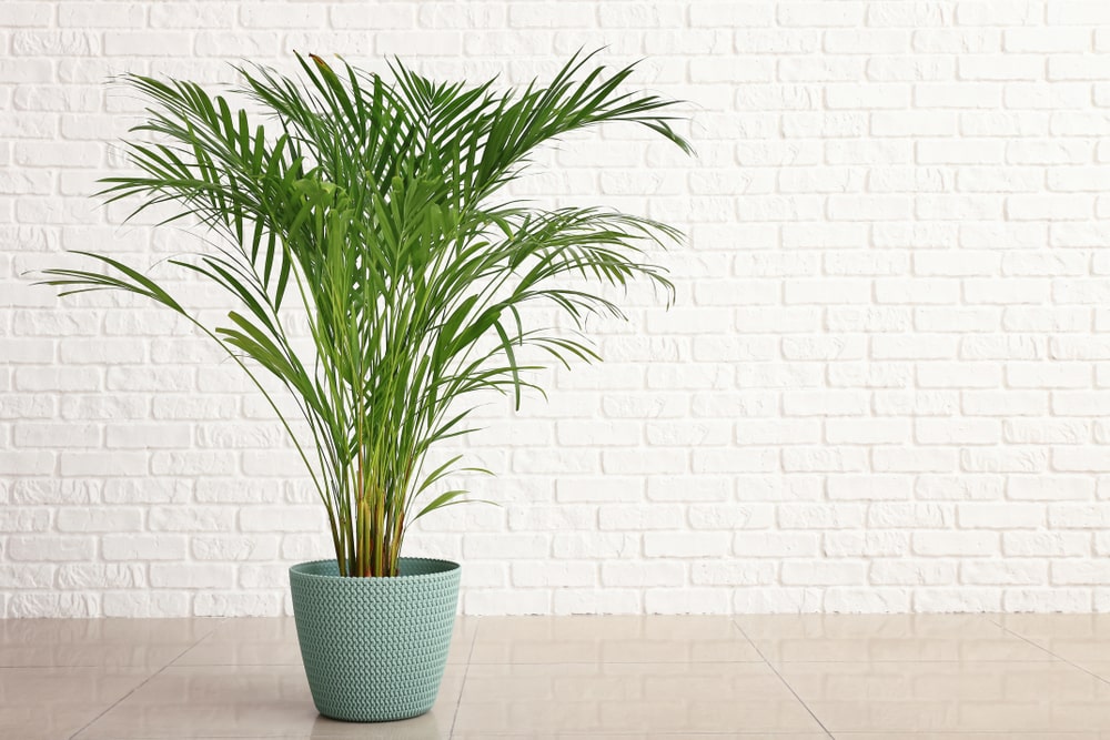 areca palm leaves drying