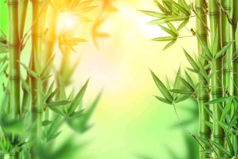 3 Ways To Solve Bamboo Turning Yellow From Top Issue Farmer Grows