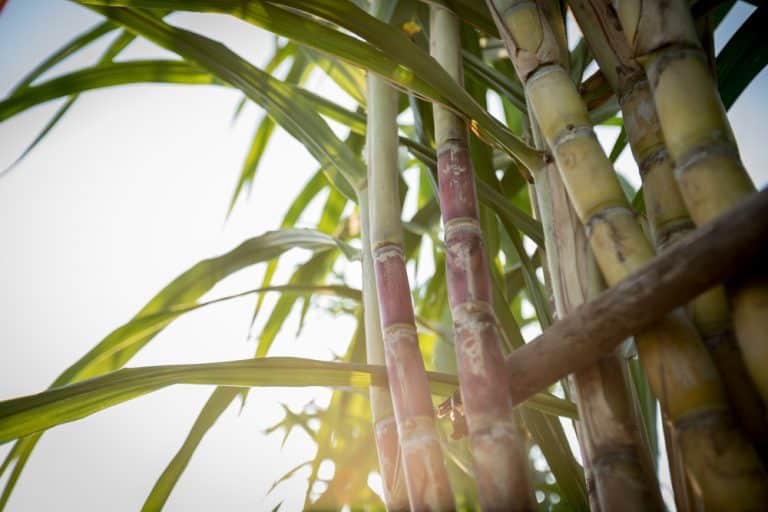 3 Ways To Fix Black Spots On Bamboo Stalk Farmer Grows