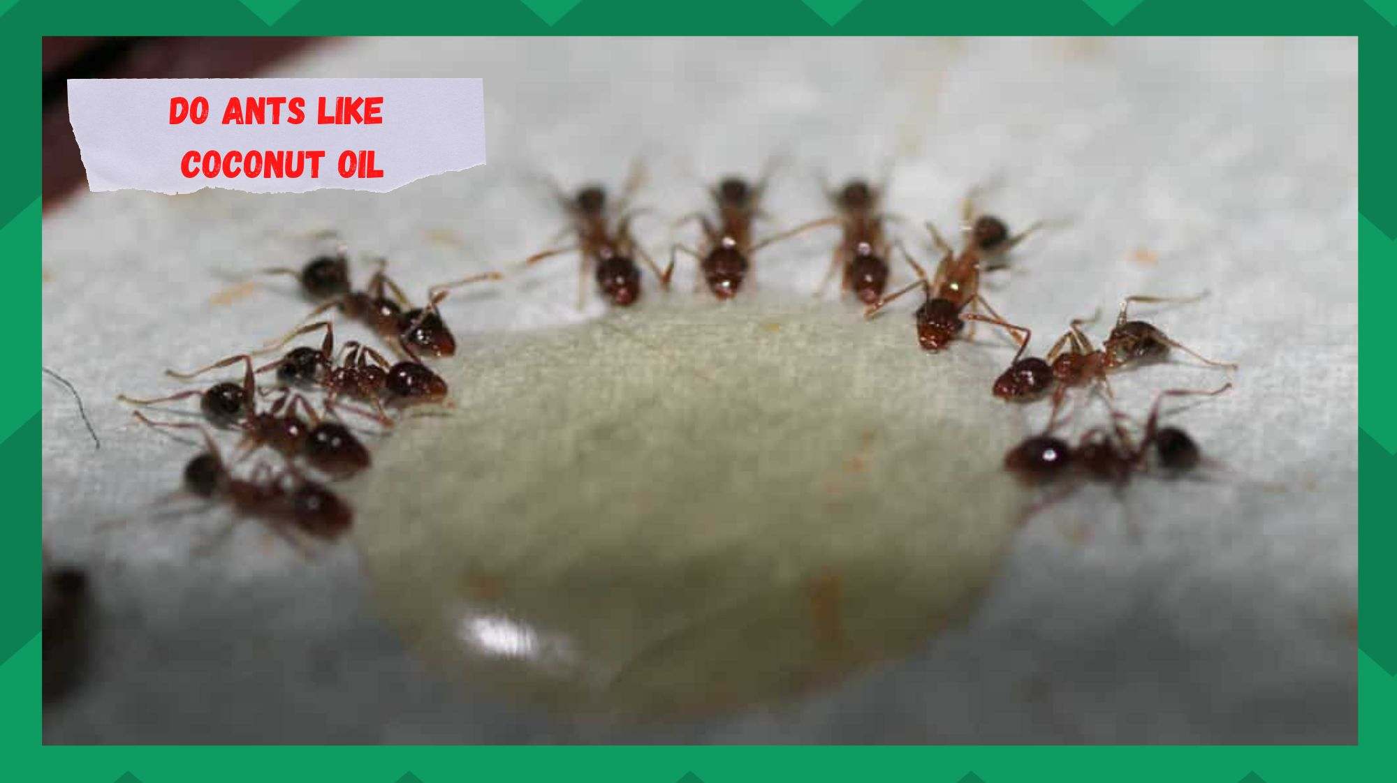 do ants like coconut oil