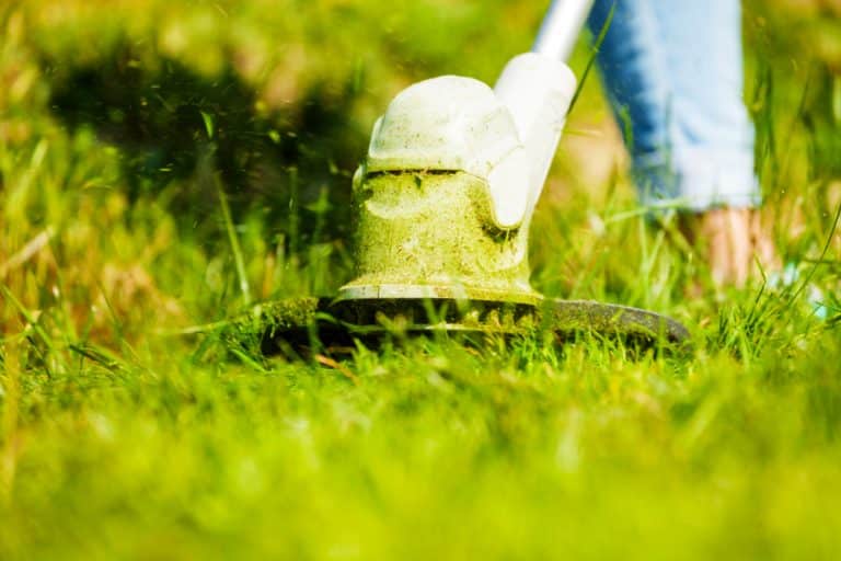 Edger vs Weed Wacker Compare The Two Farmer Grows