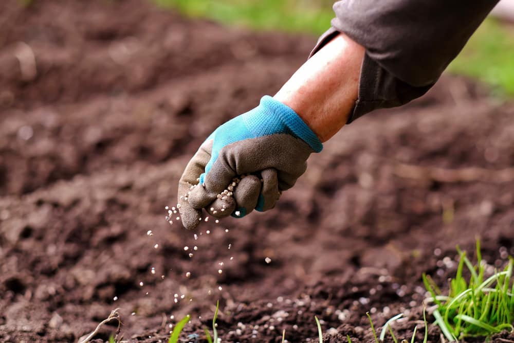 fertilizer vs soil