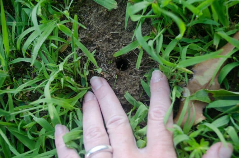How To Fill Mouse Holes in Yard? Farmer Grows