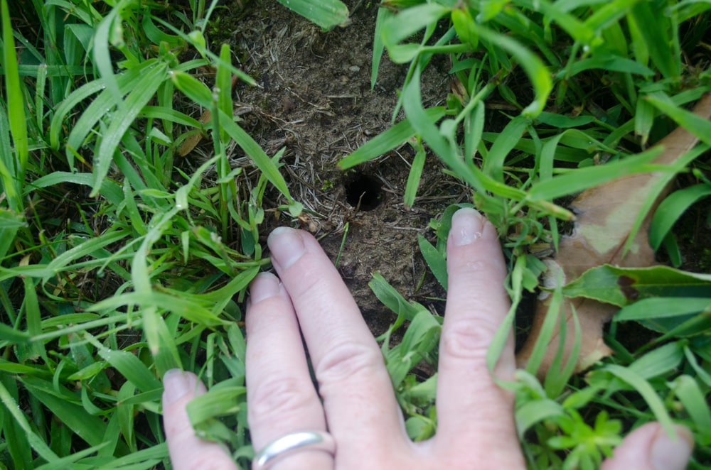 how to fill mouse holes in yard