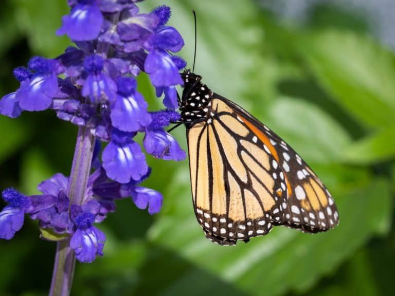 How to Grow Wildflowers In Pots? (Answered) Farmer Grows